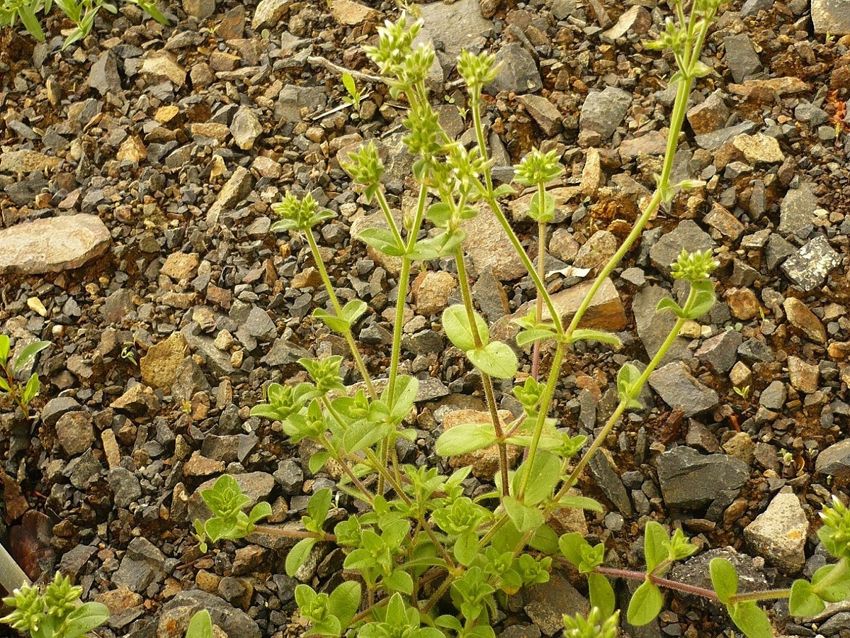 Cerastium glomeratum (Caryophyllaceae)